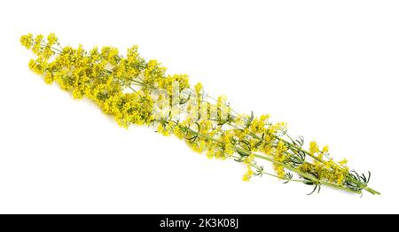 Lady's Bettstroh Blumen ( Galium verum ) isoliert auf weiß Stockfoto