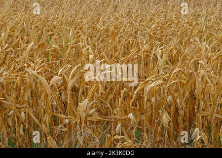 Maisernte scheitert aufgrund von Dürre. Keine Maisschalen gebildet. Stockfoto