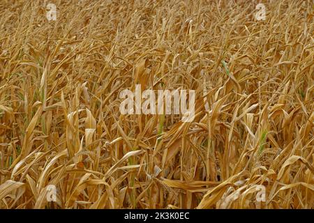 Maisernte scheitert aufgrund von Dürre. Keine Maisschalen gebildet. Stockfoto