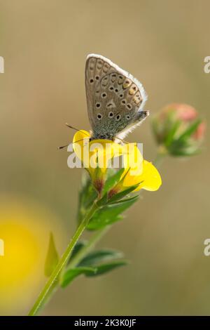 Gewöhnlicher Blauschmetterling, Polyommatus icarus, Fütterung von Großvogeltrefoil, Lotus pedunculatus, Großvogeltrefoil, Juli Stockfoto