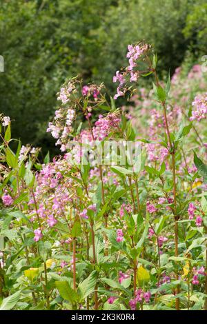 Himalaya-Balsam, Indischer Balsam, Impatiens glandulifera, invasive Pflanze in großem Gebiet am Ufer des Flusses Rother, Midhurst, Sussex, Juli Stockfoto