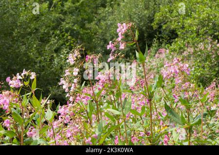 Himalaya-Balsam, Indischer Balsam, Impatiens glandulifera, invasive Pflanze in großem Gebiet am Ufer des Flusses Rother, Midhurst, Sussex, Juli Stockfoto