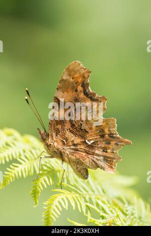 Comma Butterfly, Polygonia c-Album, Flügel im Profil geschlossen, ruht auf Bracken Frond, Juli Stockfoto