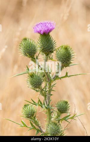 Blume von Cirsium vulgare, Distel, Distel oder Distel, Juli Stockfoto