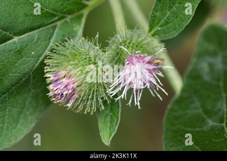 Kleine Klette, Arctium minus, zwei Blüten, Juli Stockfoto