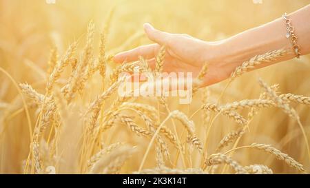 Frau mit Armband an der Hand berührt Weizenspikelets auf dem Feld Stockfoto
