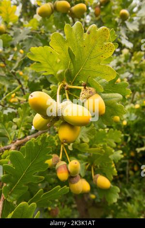 Stieleiche, Englische Eiche, Quercus robur, Eicheln, beladen mit vielen Eicheln nach Dürre im Sommer, Sussex, UK, September, Stockfoto