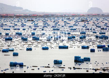 NINGDE, CHIAN - 23. SEPTEMBER 2022 - in Ningde City, Provinz Fujian, China, arbeiten Aquakulturarbeiter am 23. September 2022. Stockfoto