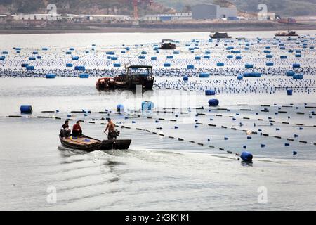 NINGDE, CHIAN - 23. SEPTEMBER 2022 - in Ningde City, Provinz Fujian, China, arbeiten Aquakulturarbeiter am 23. September 2022. Stockfoto