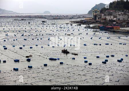 NINGDE, CHIAN - 23. SEPTEMBER 2022 - in Ningde City, Provinz Fujian, China, arbeiten Aquakulturarbeiter am 23. September 2022. Stockfoto