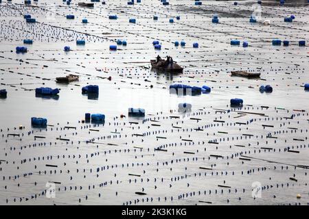 NINGDE, CHIAN - 23. SEPTEMBER 2022 - in Ningde City, Provinz Fujian, China, arbeiten Aquakulturarbeiter am 23. September 2022. Stockfoto