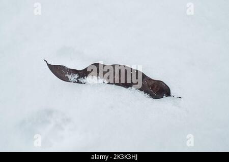 Eine trockene Frucht von gleditsia triacanthos auf dem Schnee. Stockfoto