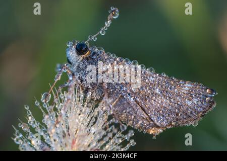 Eine kleine, mit Morgentau bedeckte Swift Moth mit Brandmarke Stockfoto