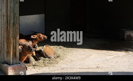 Afrikanischer Waldbüffel (Syncerus caffer nanus), auch bekannt als Zwergbüffel oder Kongo-Büffel, der ruht. Stockfoto