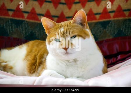 Eine inländische Ingwer Hauskatze ruht. Stockfoto