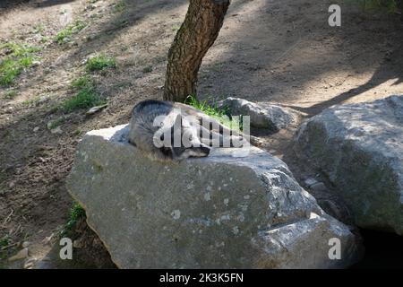 Ein nordwestlicher Wolf (Canis lupus occidentalis), alias Mackenzie Valley Wolf, Alaskan Holzwolf oder kanadischer Holzwolf, der ein Nickerchen auf einem Felsbrocken macht. Stockfoto
