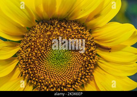 Raupe auf gelben Sonnenblumen. Sonnenblumenschädling. Nahaufnahme von Caterpillar on Sunflower. Stockfoto