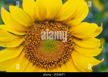 Raupe auf gelben Sonnenblumen. Sonnenblumenschädling. Nahaufnahme von Caterpillar on Sunflower. Stockfoto