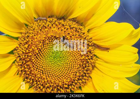 Raupe auf gelben Sonnenblumen. Sonnenblumenschädling. Nahaufnahme von Caterpillar on Sunflower. Stockfoto