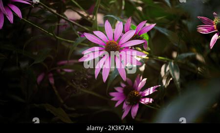 Porträt einer purpurnen Kegelblume (Echinacea purea) isoliert auf dunklem Hintergrund mit Zweigen, Quebec, Kanada Stockfoto