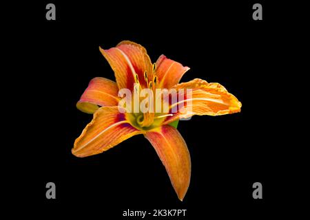 Ein hoher Kontrast mit natürlichem Licht einer Orange Day-Lily in den Pocono Mountains in Pennsylvania Stockfoto