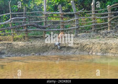 Ein Hund frisst eine faule Ziege am Ufer des Flusses. Außenlandschaftsfoto des wilden Hundes auf der Straße, der einen toten Körper einer Ziege frisst. Stockfoto