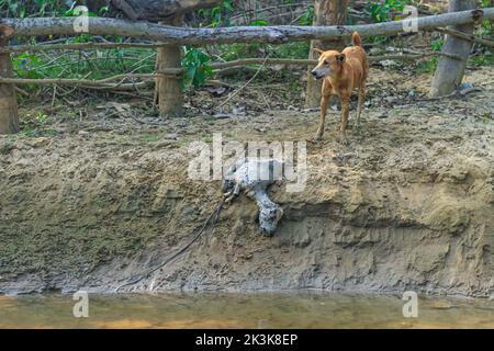 Ein Hund frisst eine faule Ziege am Ufer des Flusses. Außenlandschaftsfoto des wilden Hundes auf der Straße, der einen toten Körper einer Ziege frisst. Stockfoto