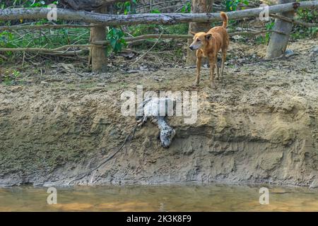 Ein Hund frisst eine faule Ziege am Ufer des Flusses. Außenlandschaftsfoto des wilden Hundes auf der Straße, der einen toten Körper einer Ziege frisst. Stockfoto