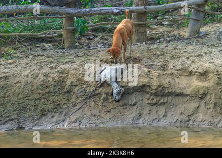 Ein Hund frisst eine faule Ziege am Ufer des Flusses. Außenlandschaftsfoto des wilden Hundes auf der Straße, der einen toten Körper einer Ziege frisst. Stockfoto