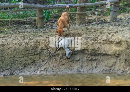 Ein Hund frisst eine faule Ziege am Ufer des Flusses. Außenlandschaftsfoto des wilden Hundes auf der Straße, der einen toten Körper einer Ziege frisst. Stockfoto