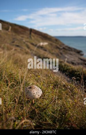 Wilder Sonnenpilz wächst in der Nähe des Meeres in der St. Bride's Bay. Stockfoto
