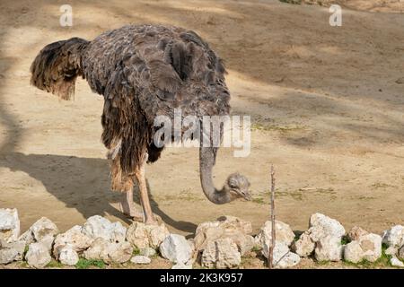 Nahaufnahme von gewöhnlicher Strauße (Struthio camelus) Stockfoto