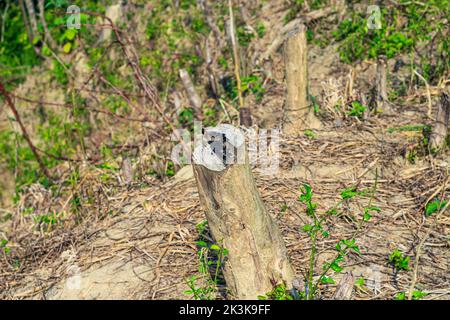 Große und gesunde Bäume werden von der Wurzel abgeschnitten. Holzstämme aus dem grünen Wald geschnitzt und geschnitten. Wald wird abgeschlagen. Die Holzindustrie zerstört den Wald. Stockfoto