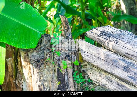 Große und gesunde Bäume werden von der Wurzel abgeschnitten. Holzstämme aus dem grünen Wald geschnitzt und geschnitten. Wald wird abgeschlagen. Die Holzindustrie zerstört den Wald. Stockfoto