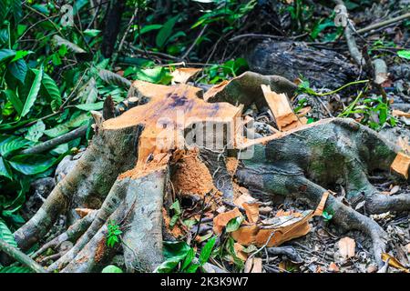 Große und gesunde Bäume werden von der Wurzel abgeschnitten. Holzstämme aus dem grünen Wald geschnitzt und geschnitten. Wald wird abgeschlagen. Die Holzindustrie zerstört den Wald. Stockfoto