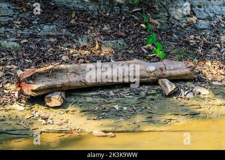 Große und gesunde Bäume werden von der Wurzel abgeschnitten. Holzstämme aus dem grünen Wald geschnitzt und geschnitten. Wald wird abgeschlagen. Die Holzindustrie zerstört den Wald. Stockfoto