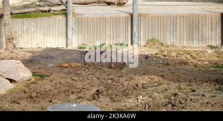 Zwei Nilpferde, die sich im Schlamm nahe beieinander ruhen, um kühl zu bleiben. Stockfoto