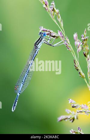 White-legged damselfly Stockfoto