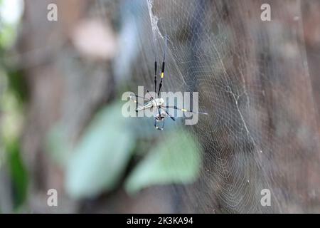 Spinne in laos Stockfoto