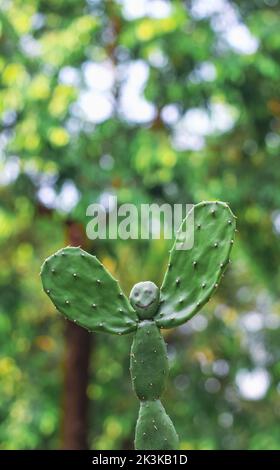 Ein seltenes Bild der Kaktuspflanze. Menschengeformte Kaktuspflanze mit grünem Bokeh-Hintergrund. Speicherplatz kopieren. Stockfoto