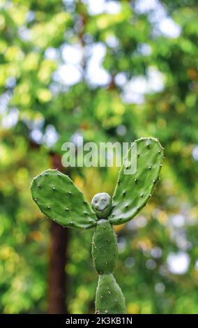 Ein seltenes Bild der Kaktuspflanze. Menschengeformte Kaktuspflanze mit grünem Bokeh-Hintergrund. Speicherplatz kopieren. Stockfoto