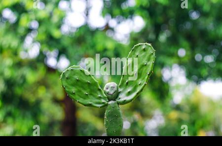 Ein seltenes Bild der Kaktuspflanze. Menschengeformte Kaktuspflanze mit grünem Bokeh-Hintergrund. Speicherplatz kopieren. Stockfoto