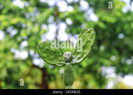 Ein seltenes Bild der Kaktuspflanze. Menschengeformte Kaktuspflanze mit grünem Bokeh-Hintergrund. Speicherplatz kopieren. Stockfoto