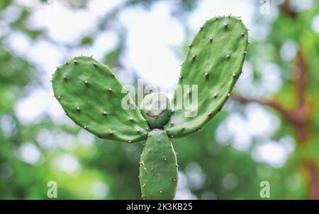 Ein seltenes Bild der Kaktuspflanze. Menschengeformte Kaktuspflanze mit grünem Bokeh-Hintergrund. Speicherplatz kopieren. Stockfoto