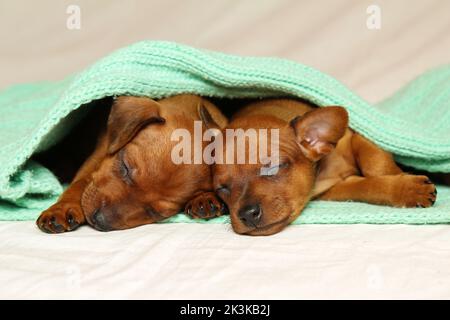 Neugeborene Welpen schlafen schnell, bedeckt mit einem hellgrünen Schal auf einem weißen Karli. Kleine Hunde in einem grünen Umhang ruhen. Mini Pinscher Welpen. Die Pflege von Haustieren. Stockfoto
