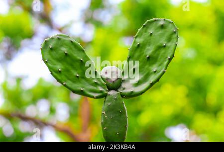 Ein seltenes Bild der Kaktuspflanze. Menschengeformte Kaktuspflanze mit grünem Bokeh-Hintergrund. Speicherplatz kopieren. Stockfoto