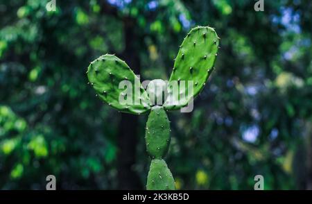 Ein seltenes Bild der Kaktuspflanze. Menschengeformte Kaktuspflanze mit grünem Bokeh-Hintergrund. Speicherplatz kopieren. Stockfoto