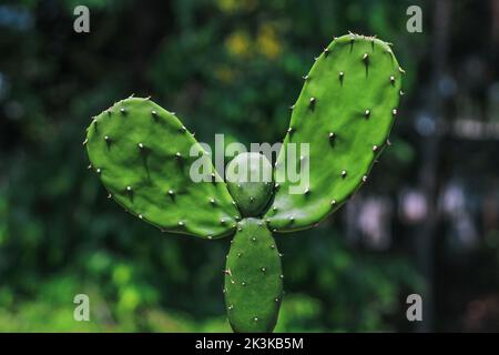 Ein seltenes Bild der Kaktuspflanze. Menschengeformte Kaktuspflanze mit grünem Bokeh-Hintergrund. Speicherplatz kopieren. Stockfoto