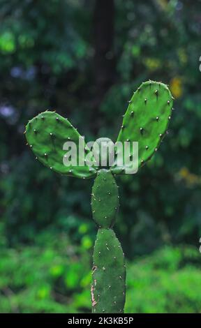 Ein seltenes Bild der Kaktuspflanze. Menschengeformte Kaktuspflanze mit grünem Bokeh-Hintergrund. Speicherplatz kopieren. Stockfoto