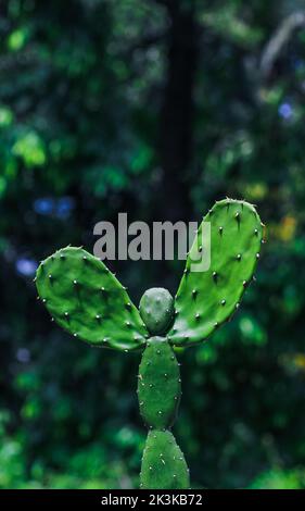 Ein seltenes Bild der Kaktuspflanze. Menschengeformte Kaktuspflanze mit grünem Bokeh-Hintergrund. Speicherplatz kopieren. Stockfoto